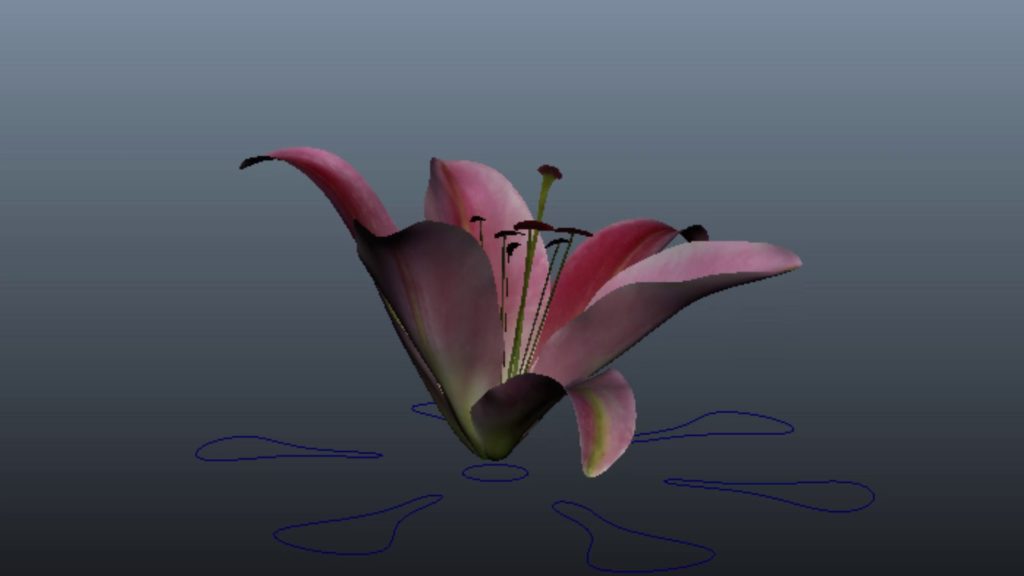 3D animation of an opening lily