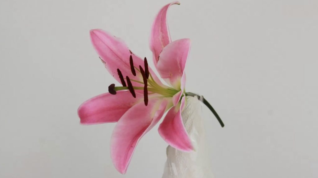 Pink lily taped to a bottle for photogrammetry 3D scan